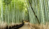 Arashiyama Temples and Bamboo Groves